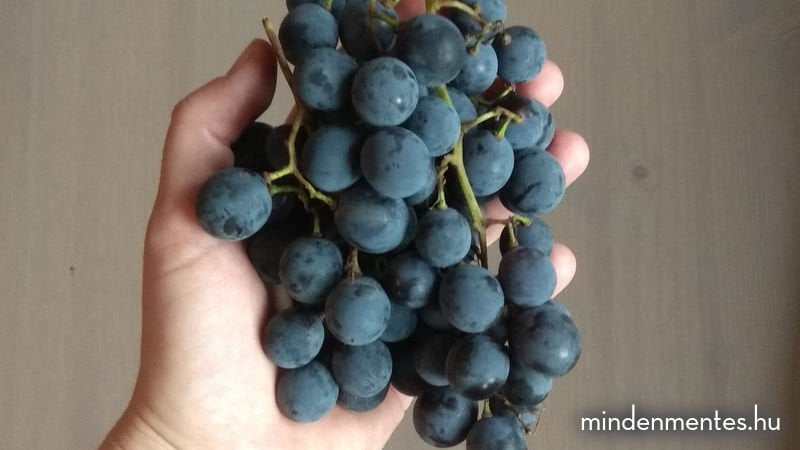 Egy nap teljes értékű növényi étrend - ősz |mindenmentes.hu