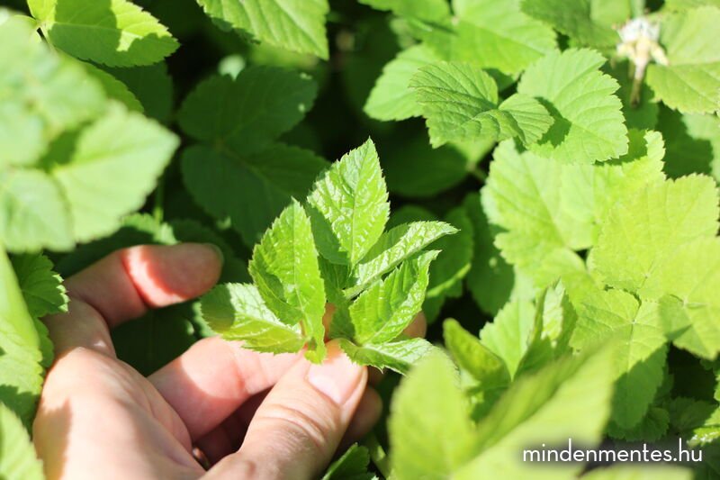 Podagrafüves lepény (gluténmentes, vegán, TÉNÉ) |mindenmentes.hu